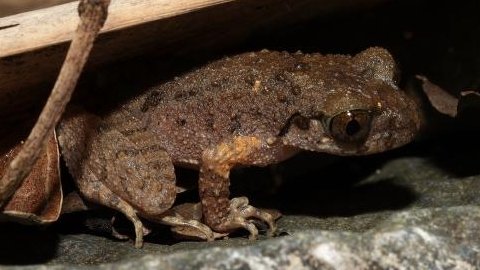 Fu frog slot machine - Conoce al Fu Frog, el nuevo slot de Zitro en México